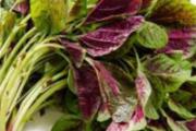 吃哪些食物降血压 老年人必吃的7种蔬菜