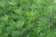 端午节要用艾叶洗澡吗 端午节为什么要用艾叶洗澡
