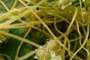 菟丝子藤的功效与作用 菟丝子藤的注意事项