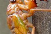 知了猴有寄生虫吗