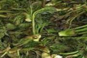 苦老芽的功效和作用 苦老芽可以炒鸡蛋吗