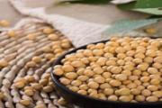 黄豆可以做什么 黄豆和什么一起吃好