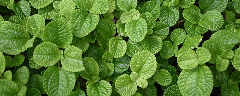 薄荷蜂蜜水怎么泡 薄荷蜂蜜水的功效