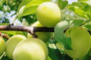 夏季吃什么水果最好 四种水果夏季养生效果好