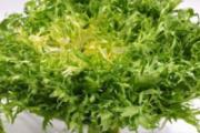 苦菊菜的营养价值