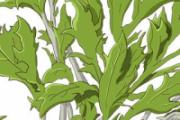 宝宝可以闻艾草味吗 宝宝可以长期闻艾草吗