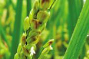小满节气养生常识