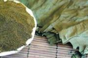 薄荷叶的营养价值
