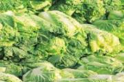大白菜怎么保存不烂 如何挑选新鲜的大白菜