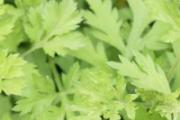 野艾蒿和艾草的功效区别 野艾蒿有毒吗