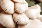 高血压可以吃平菇吗 高血压吃什么蘑菇好