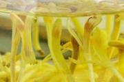 金银花泡水去火吗 金银花泡水的作用与功效