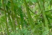 辣木籽会过敏吗