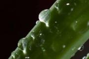 新鲜芦荟可以榨汁喝吗 芦荟榨汁要去皮吗
