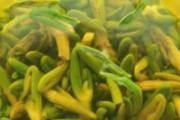 夏天容易中暑怎么办 解暑要常喝4种茶