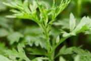 艾草驱蚊子吗对孩子有没有危害 什么驱蚊效果最好而且健康