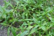 白花蛇舌草的营养价值