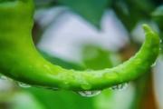 辣椒为什么可以减肥 怎么吃辣椒可以瘦身