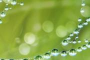寒露是什么季节 寒露种麦正当时
