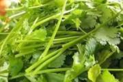 哺乳期吃香菜会回奶吗 哪些食物具有回奶功效 