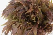 香椿和臭椿的区别 从叶片、花朵、树干区分香椿和臭椿！