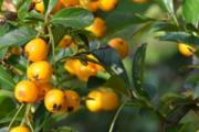 沙棘可以直接吃吗 沙棘怎么吃效果好