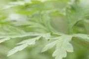 艾叶和艾草杆哪个好 艾叶煮水喝有毒吗