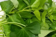 红薯叶可以生吃吗 红薯叶怎么吃好