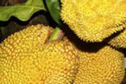 菠萝蜜核可以生吃吗 菠萝蜜核生吃了怎么办
