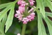 益母草会上火吗 喝了益母草口干怎么回事
