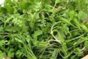 咳嗽可以吃荠菜吗 咳嗽吃荠菜有什么作用