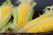 玉米代替米饭能减肥吗 玉米是属于碳水吗