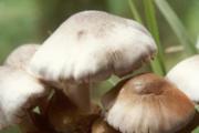草菇的功效与作用及禁忌