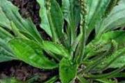 车前草熬水要去根吗 新鲜车前草怎么制作茶