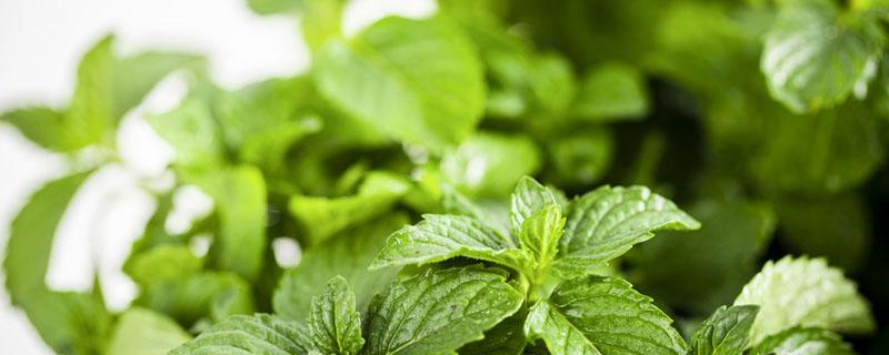 薄荷蜂蜜水怎么泡 薄荷蜂蜜水的功效