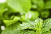 薄荷和山楂能一起泡吗 山楂和什么一起泡能减肥