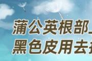 蒲公英根部上的黑色皮用去掉吗 蒲公英的白色绒毛可以喝吗
