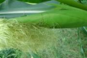 玉米须的功效与作用 每天用它煮水喝皱纹都少了