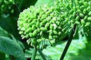 三七花和什么配着喝好 三七花泡水喝能降血压吗