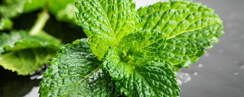 薄荷蜂蜜水怎么泡 薄荷蜂蜜水的功效