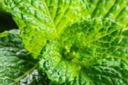 薄荷叶和决明子能一起泡吗 决明子薄荷叶的泡法