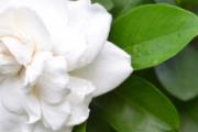 栀子花有毒吗 栀子花有果实吗