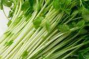 豌豆苗的营养和功效 豌豆苗的营养价值