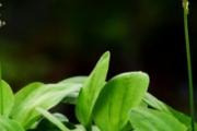车前草小孩可以喝吗 车前草适合多大小孩食用
