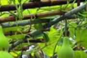 葫芦瓜有什么功效 葫芦有什么营养