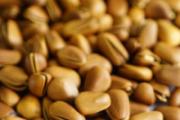 松子怎么剥出来的 食用松子的注意事项