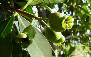 吃海带不宜喝茶