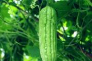 夏至节气菜吃什么 适合夏天吃的蔬菜有哪些