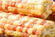 糯玉米煮多久就熟了 糯玉米怎么煮才够糯