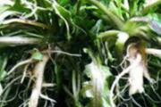 荠菜根能吃吗